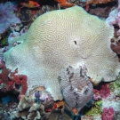 Symmetrical Brain Coral and Black Ball Sponge