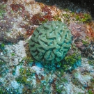 Sinuous Cactus Coral