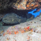 Goliath Grouper