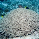 Finger Coral with Rock Beauties