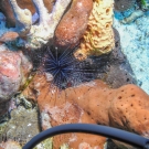 Long-Spined Urchin