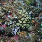 Finger Coral and Smooth Flower Coral