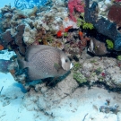 Gray Angelfish