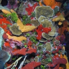 This scene contains many types of coral, algae, and sponges.