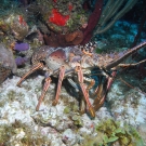 Caribbean Spiny Lobster