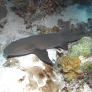 Nurse Shark