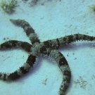 Banded Sea Star