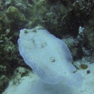 Peacock Flounder