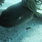 Nurse Shark