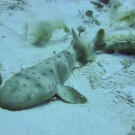 Juvenile Nurse Shark