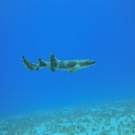 Juvenile Nurse Shark