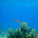 Caribbean Reef Squid