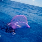 Portuguese Man-of-War