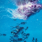 Portuguese Man-of-War