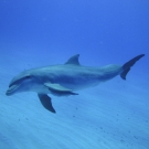 Bottlenose Dolphin