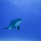 Bottlenose Dolphin