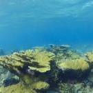 Elkhorn Coral