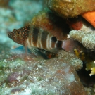 Redspotted Hawkfish