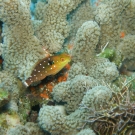 Juvenile Stoplight Parrotfish