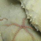 Sponge Brittle Star