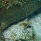 Juvenile Puddingwife