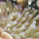 Giant Anemone