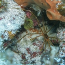 Yellowline Arrow Crab