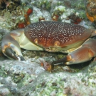 Batwing Coral Crab