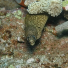 Goldentail Moray