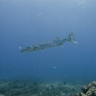 Great Barracuda