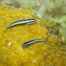 Cleaning Gobies