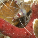 Banded Coral Shrimp