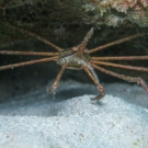 Yellowline Arrow Crab