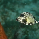 Smooth Trunkfish