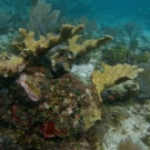 Elkhorn Coral