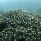 Finger Coral