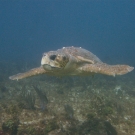 Loggerhead Turtle