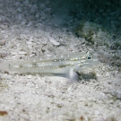 Bridled Goby