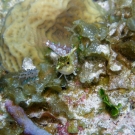 Diamond Blenny