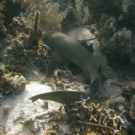 Nurse Shark