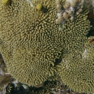 Yellow Pencil Coral