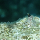 Spinyhead Blenny