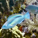 Princess Parrotfish