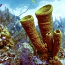 Yellow Tube Sponge