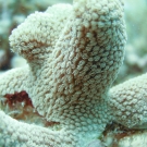 Extreme Close Up of Pillar Coral