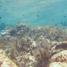 Coralscape with many types of coral and fish.