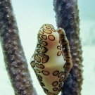 Flamingo Tongue