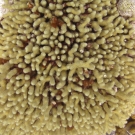 Yellow Pencil Coral