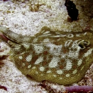 Yellow Stingray