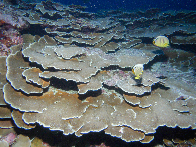 Montipora coral with Redfin Butterflyfish